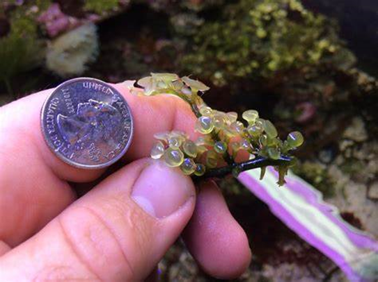 Disc-shaped in Caulerpa