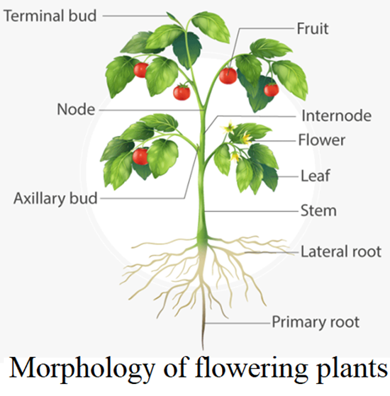 Morphology of Flowering Plants Notes for NEET Biology Chapter 5 - 1