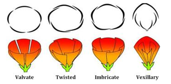 Morphology of Flowering Plants Notes for NEET Biology Chapter 5 - 3