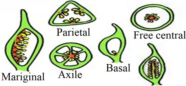 Morphology of Flowering Plants Notes for NEET Biology Chapter 5 - 4