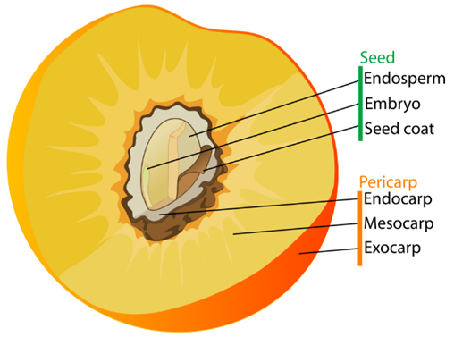 Morphology of Flowering Plants Notes for NEET Biology Chapter 5 - 8