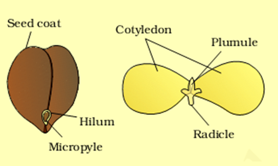 Morphology of Flowering Plants Notes for NEET Biology Chapter 5 - 9