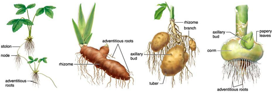 Morphology of Flowering Plants Notes for NEET Biology Chapter 5 - 16