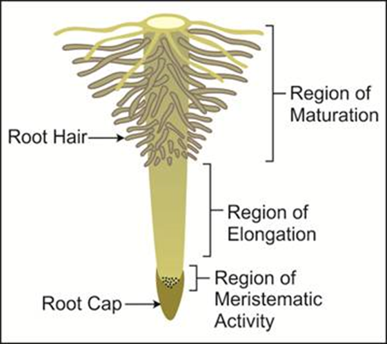 Morphology of Flowering Plants Notes for NEET Biology Chapter 5 - 17