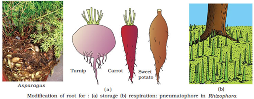 Morphology of Flowering Plants Notes for NEET Biology Chapter 5 - 18