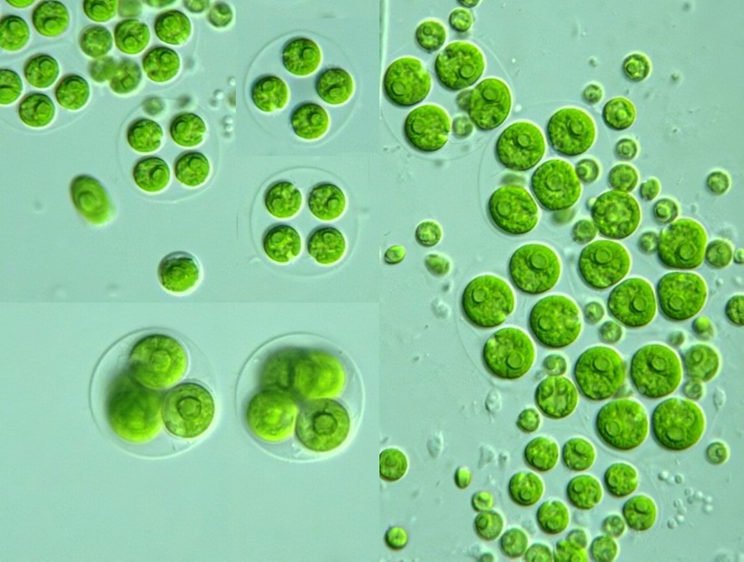 Cup shaped chloroplast in Chlamydomonas.