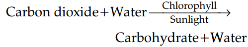 NCERT Solutions for Class 7 Science Chapter 1 Nutrition in Plants - 1