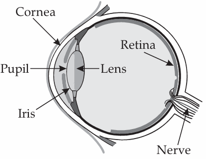 Light Class 8 Case Study Questions Science Chapter 13 - 1