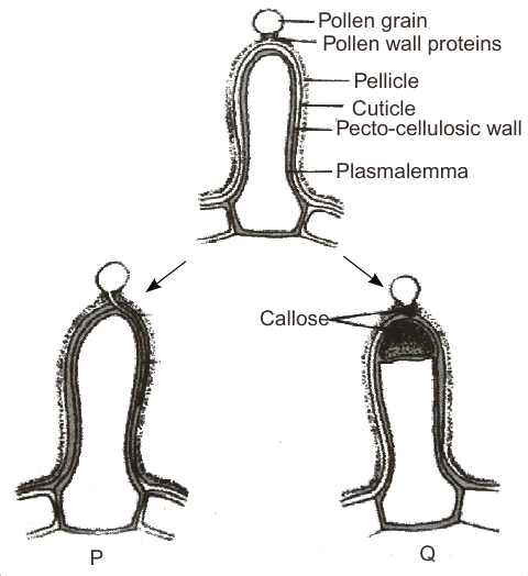 Sexual Reproduction In Flowering Plants Class Case Study Questions