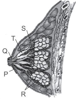 Human Reproduction Class 12 Case Study Questions Biology Chapter 2 - 1