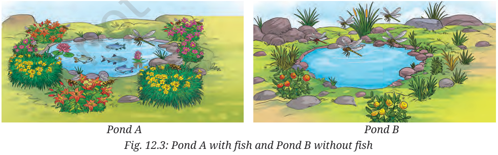Curiosity Class 8 Science Chapter 12 How Nature Works in Harmony Case Study Questions